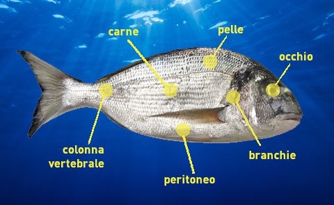 Come riconoscere il pesce fresco – Eutourist New – Ristorazione Mensa Diete  Orbassano Torino